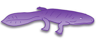 Wofür steht „tetrapod“?